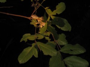 60. Tree Dragon, Daintree Rainforest, Cape Tribulation