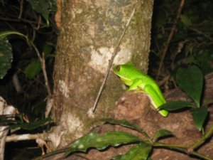 61. White Lipped Tree Frog, Daintree Rainforest, Cape Tribulation