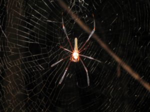 62. Golden Orb Spider, Daintree Rainforest, Cape Tribulation