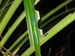 63. Stick Insect, Daintree Rainforest, Cape Tribulation