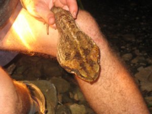 64. Cane Toad, Daintree Rainforest, Cape Tribulation