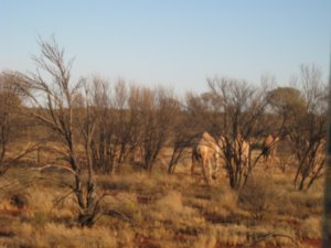 33. Wild camels in the Outback
