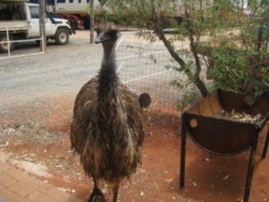 84. Emu at Curtin Springs