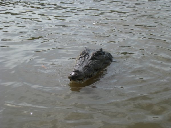 13. Croc no. 3 looks satisfied after his early morning feed, Adelaide river, nr Darwin