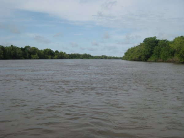 14. A croc in the distance, Adelaide river, nr Darwin