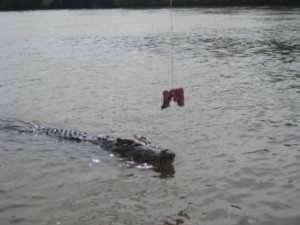 11. Croc no. 3 coming in for the kill, Adelaide river, nr Darwin