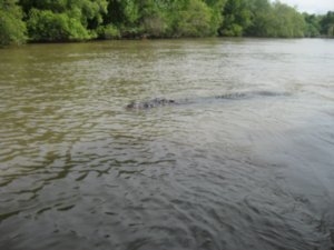 16. Look at the size of the monster, Croc no. 4, Adelaide river, nr Darwin