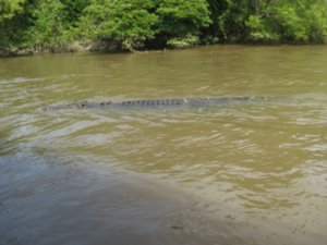 17. All 4 metres plus of Croc no. 4 swimming off, Adelaide river, nr Darwin