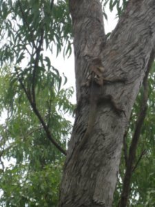 19. Frilled-necked dragon climbing a tree, Kakadu national park