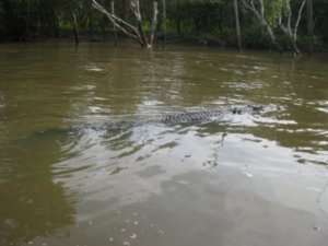 6. Croc no. 1 swims off after missing its prey, Adelaide river, nr Darwin
