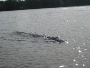 9. Croc no. 2 approaching the boat to see what it can feast on, Adelaide river, nr Darwin