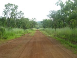 44. Spear grass flanks the track, Kakadu national park