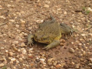 45. Cane toad, Kakadu national park