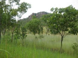 46. Outlying escaprpment can be seen over spear grass, Kakadu national park