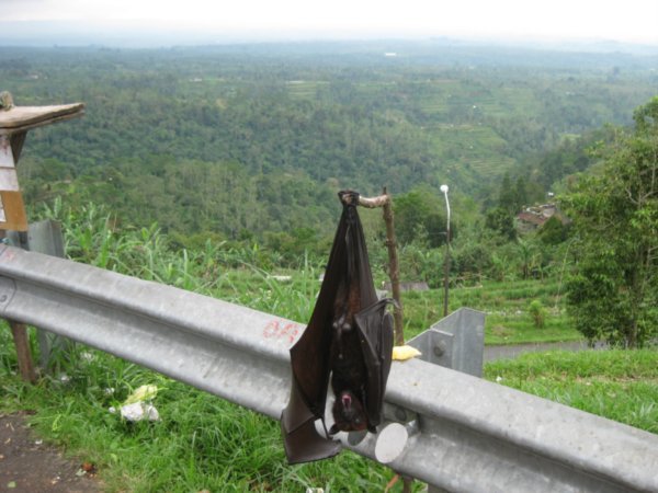 10. I thought Bats were nocturnal!, Bali