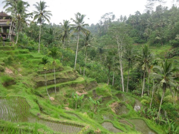 20. Tegallalang rice terraces, Bali