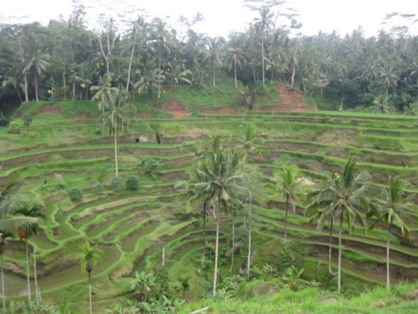21. Tegallalang rice terraces, Bali