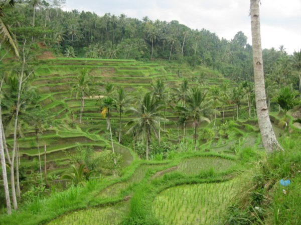 22. Tegallalang rice terraces, Bali