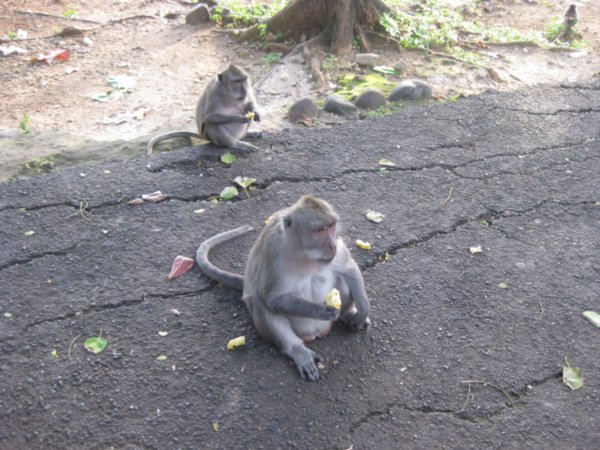 23. Balinese Macaques at Ulu Watu temple, Bali