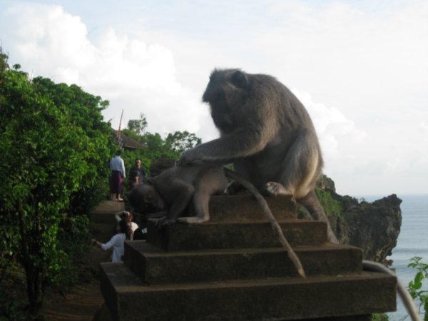 25. Balinese Macaques grooming at Ulu Watu temple, Bali
