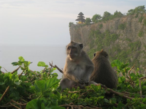 26. Balinese Macaques at Ulu Watu temple, Bali