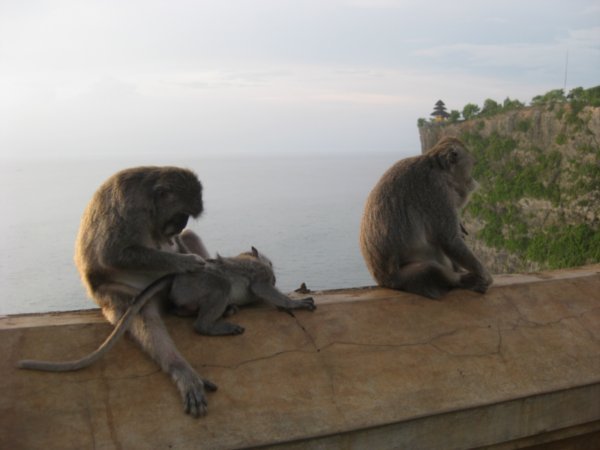 28. Balinese Macaques grooming at Ulu Watu temple, Bali
