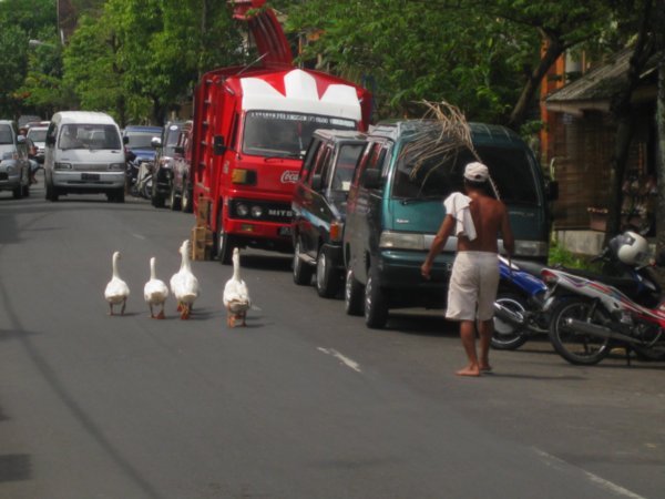 36. Taking the geese out for an afternoon stroll, Ubud, Bali