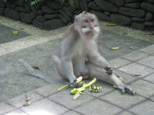 37. A Balinese macaque chomps on a banana, Ubud