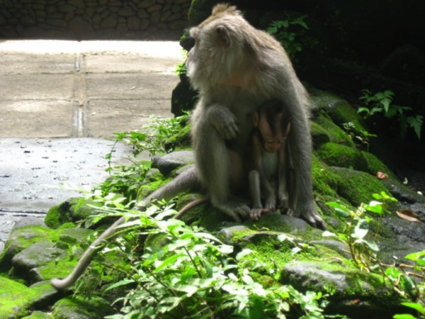 42. A female Balinese Macqaue with her baby, Ubud, Bali