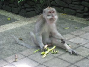 37. A Balinese macaque chomps on a banana, Ubud