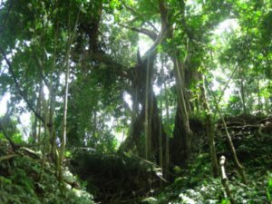 38. Monkey Forest sanctuary, Ubud, Bali