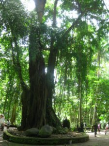 40. Monkey Forest sanctuary, Ubud, Bali