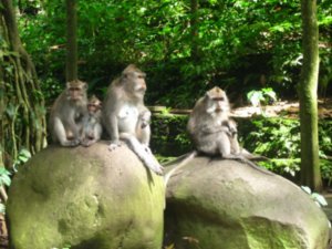 41. A troop of Balinese Macaques, Ubud, Bali