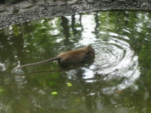 43. Going for a swim, A Balinese Macaque searches for food, Ubud, Bali