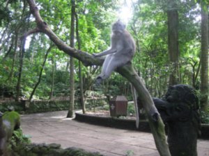 44. Chilling out, A Balinese Macaque, Ubud, Bali