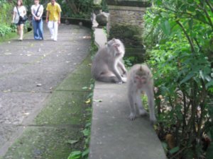 46. A Balinese Macaque about to pounce on me!, Ubud, Bali