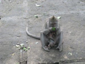 47. A mother with her baby, Balinese Macaques, Ubud, Bali