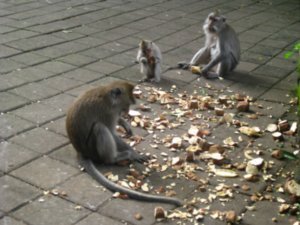 51. A family feast of potatoes, Balinese Macaques, Ubud, Bali