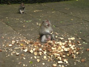 54. Anyone for potato, Balinese Macaques, Ubud, Bali