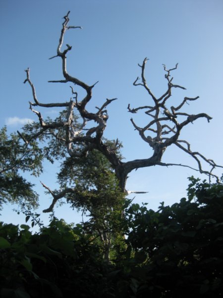 9. Cool tree, Rinca Island
