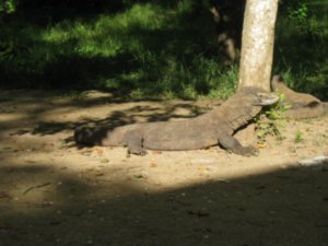 8. Komodo Dragon, Rinca Island
