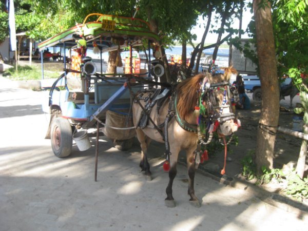 11. Horse & Cart - the way to travel around Gili Trawangan