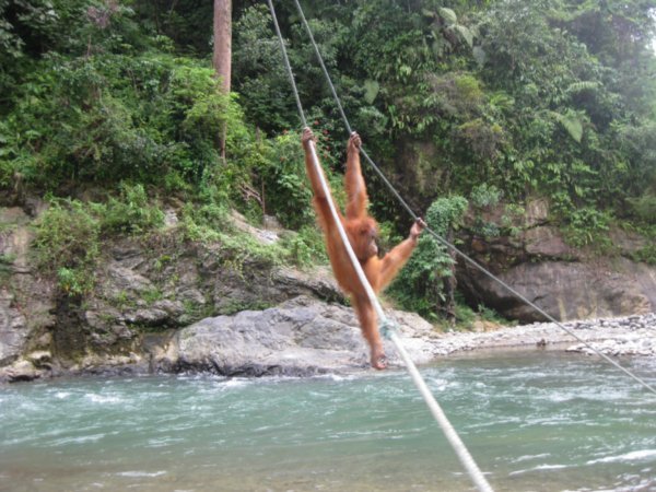 14. Orang-Utans showing off their swinging skills, Bukit Lawang, Sumatra