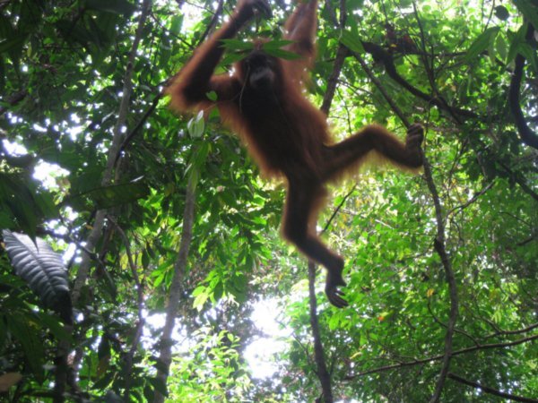 24. An Orang-Utan Swinging through the jungle, Gunung Leuser national park, Sumatra