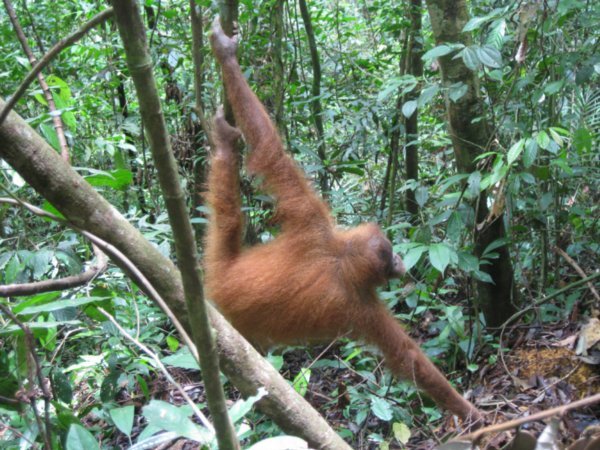 26. An Orang-Utan picking someting off the jungle floor, Gunung Leuser national park, Sumatra