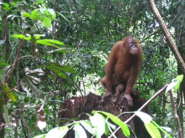 27. An Orang-Utan reflects on the meaning of life, Gunung Leuser national park, Sumatra