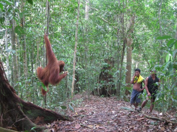34. An Orang-Utan comes to say hello, Gunung Leuser national park, Sumatra