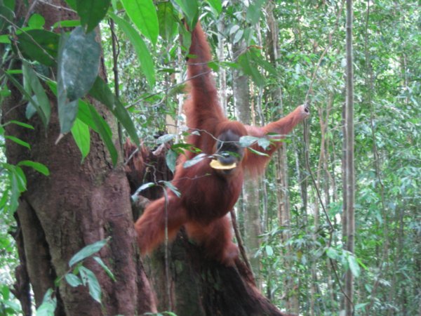 35. An Orang-Utan swings through the lower canopy with pineapple in mouth, Gunung Leuser national park, Sumatra