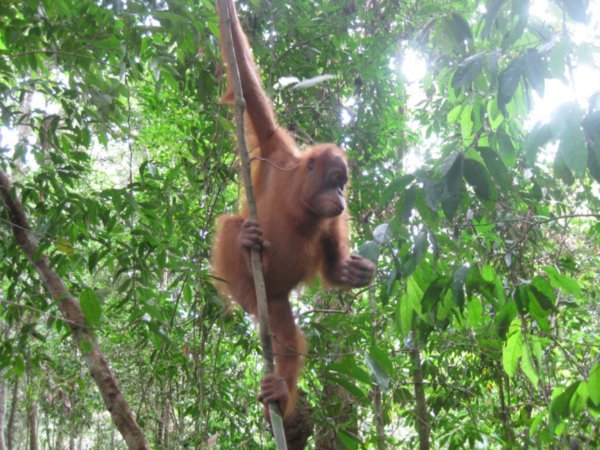 37. Perfect poser, Gunung Leuser national park, Sumatra