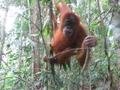 38. An Orang-Utan stares into the camera lens, Gunung Leuser national park, Sumatra